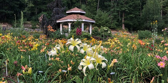 Isabelle Rose and Harmon Hill Farm Gazebo